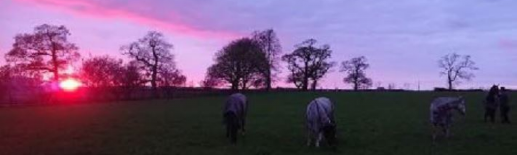 Horses in field in evening pink sky