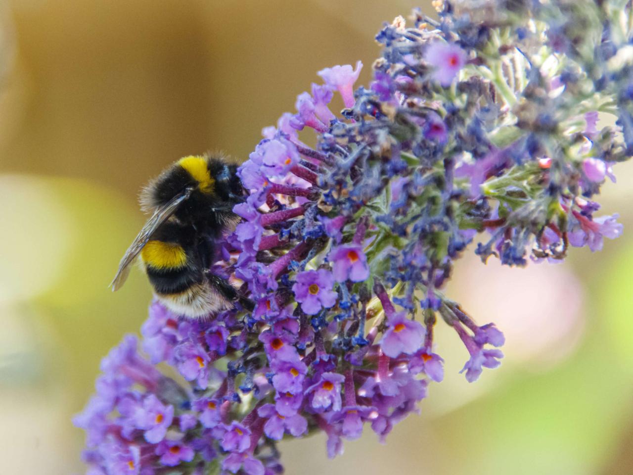 White tailed bumble bee