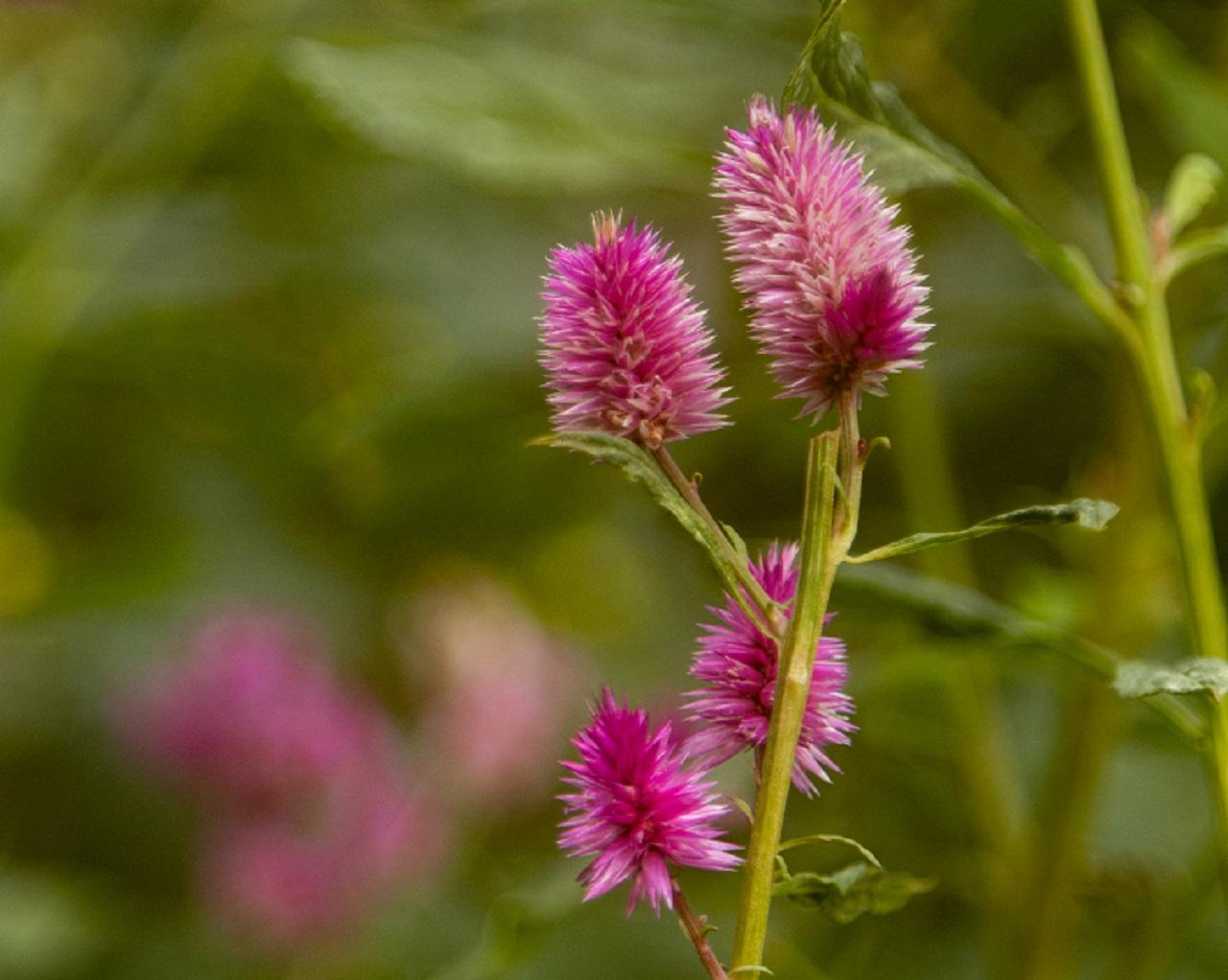 pink flowers