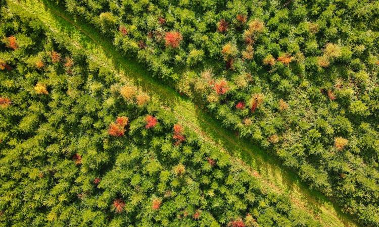 path running through a hedge - aerial view