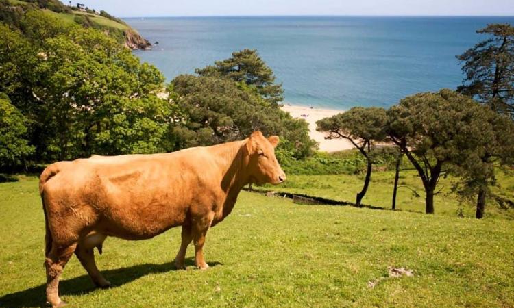 cow overlooking beach