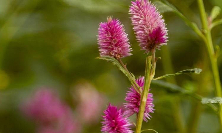 pink flowers