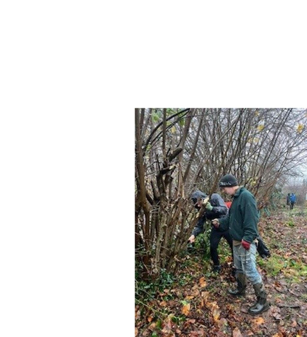 hedge laying at St Sidwells